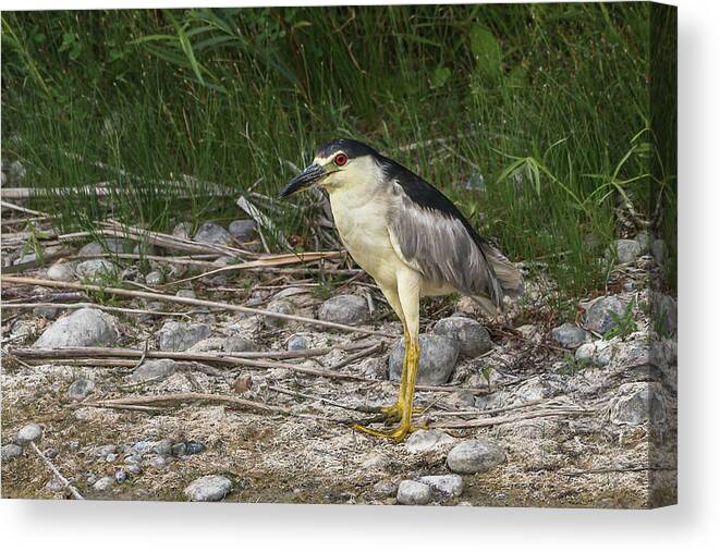 Stream Canvas Print featuring the photograph Black-Crowned Heron On Shore by Yeates Photography