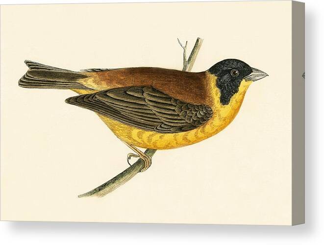 Bird Canvas Print featuring the painting Black Headed Bunting by English School
