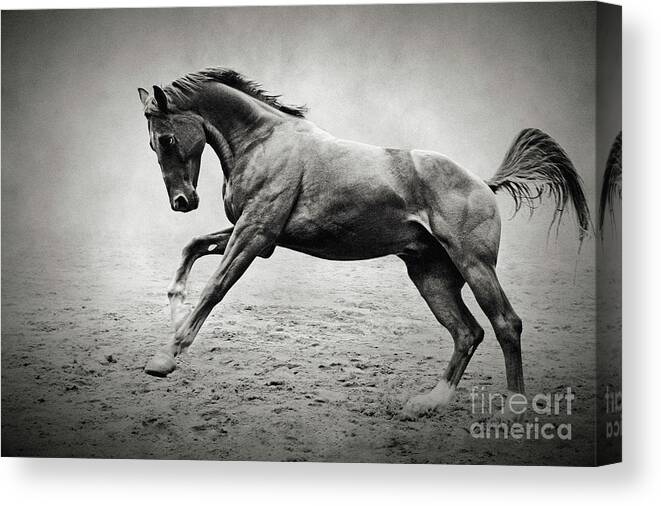 Horse Canvas Print featuring the photograph Black horse in dust by Dimitar Hristov