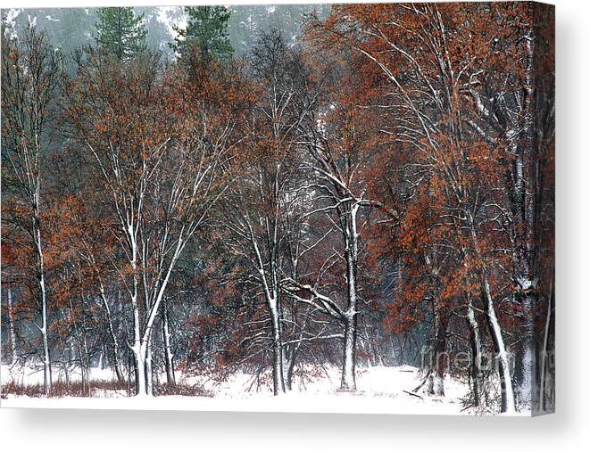 Black Oaks Canvas Print featuring the photograph Black Oaks in Snowstorm Yosemite National Park by Dave Welling