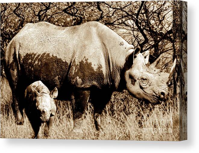 Rhinoceros Canvas Print featuring the photograph Black Rhino and youngster by Baggieoldboy