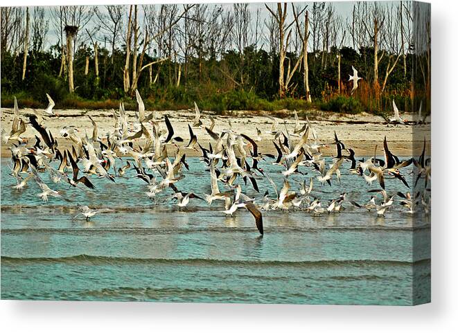 Black Skimmers And Royal Terns Diving Together Canvas Print featuring the photograph Black Skimmers and Royal Terns on Bonita Beach by Ginger Wakem