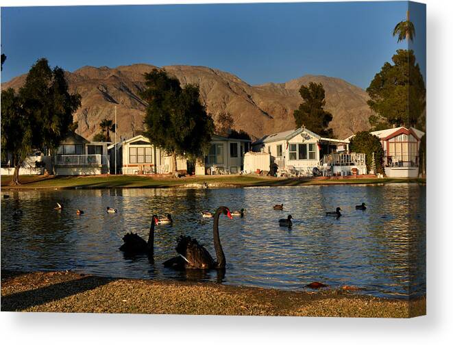Swan Canvas Print featuring the photograph Black Swans in Sky Valley by Diane Lent
