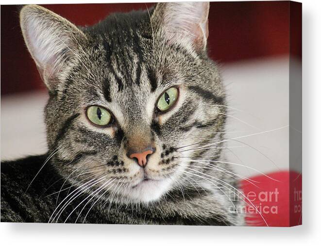 Portrait Canvas Print featuring the photograph Black Tabby by Donna L Munro