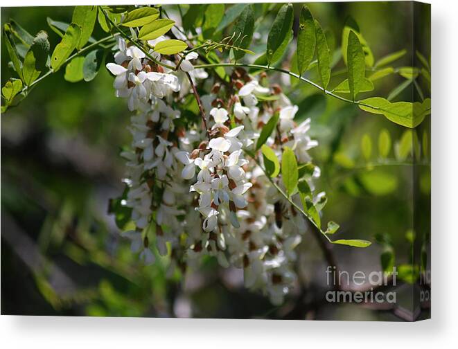 Black Canvas Print featuring the photograph Black Walnut Blossoms 20130515a_167 by Tina Hopkins