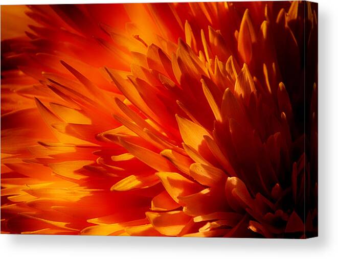 Color Canvas Print featuring the photograph Blaze by Dawn J Benko