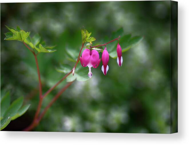  Canvas Print featuring the photograph Bleeding Hearts by Dan Hefle