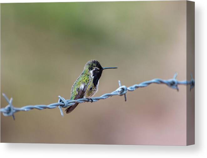 Nature Canvas Print featuring the photograph Blinking Hummingbird by Douglas Killourie