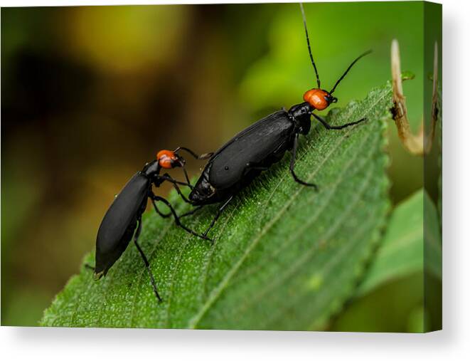 Blister Beetles Canvas Print featuring the photograph Blister Beetles by Ramabhadran Thirupattur