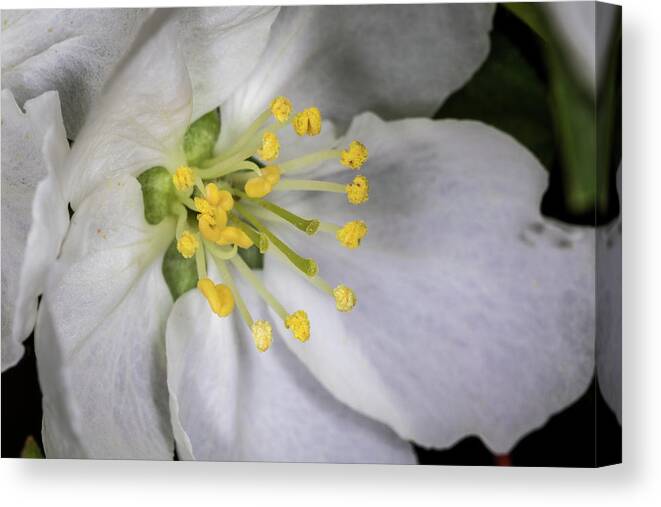 Jay Stockhaus Canvas Print featuring the photograph Bloom by Jay Stockhaus