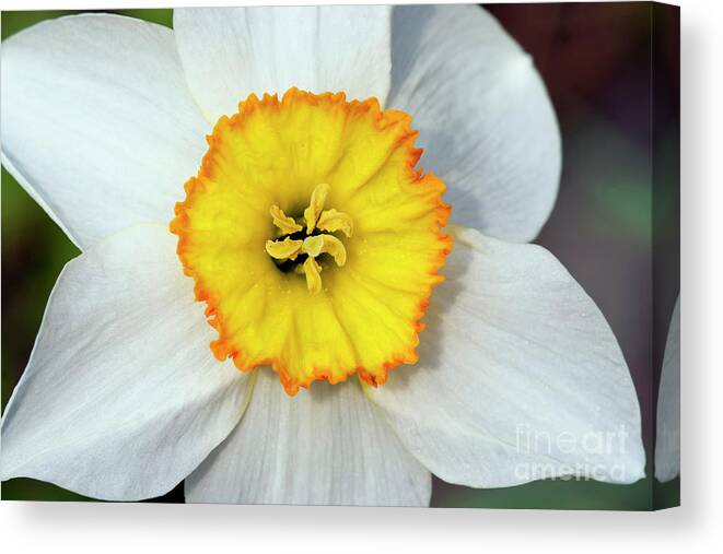 Narcissus Canvas Print featuring the photograph Bloom of narcissus by Michal Boubin