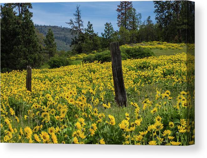 Oregon Canvas Print featuring the photograph Blooming Fence by Steven Clark