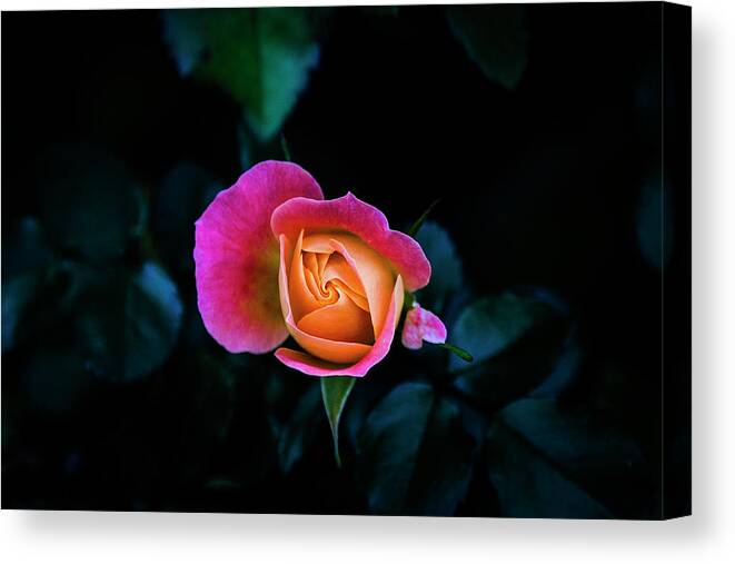 Rose Canvas Print featuring the photograph Blooming by Jennifer Walsh