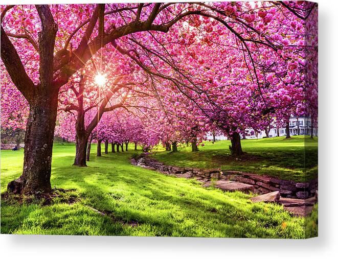 Afternoon Canvas Print featuring the photograph Blossom explosion by Mihai Andritoiu