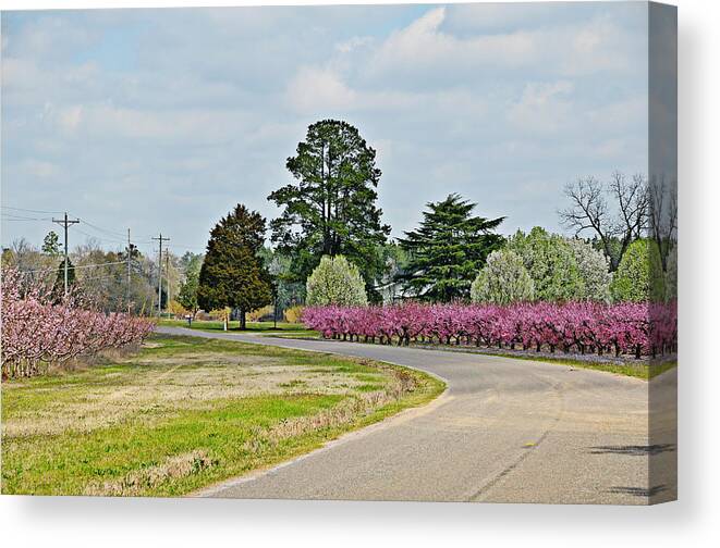 Flowers Canvas Print featuring the photograph Blossoms Everywhere by Linda Brown