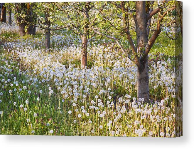 Flower Canvas Print featuring the photograph Blossoms Growing In A Fruit Orchard In by Craig Tuttle