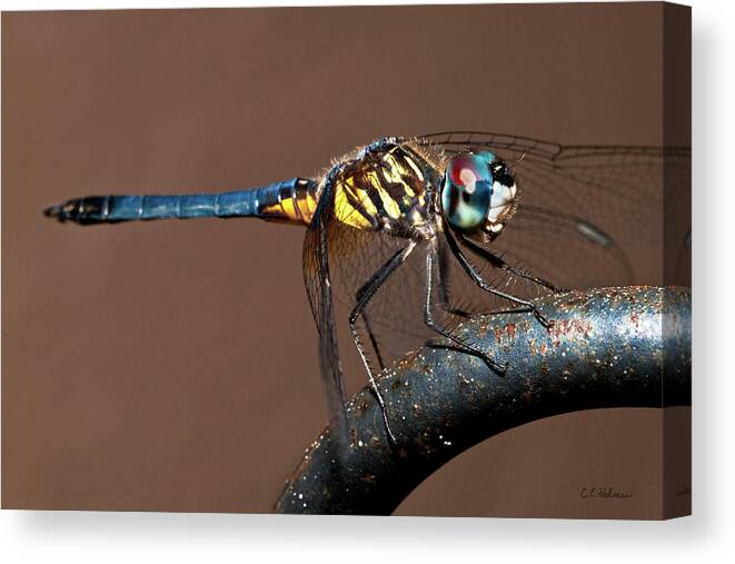 Dragonfly Canvas Print featuring the photograph Blue and Gold Dragonfly by Christopher Holmes
