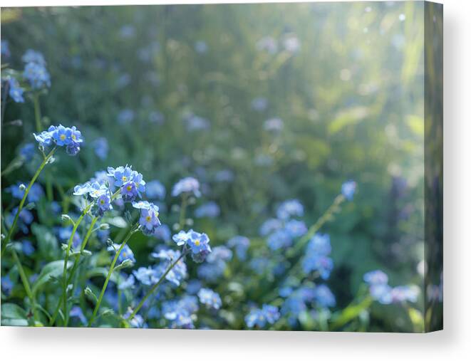 Spring Canvas Print featuring the photograph Blue Blooms by Gene Garnace