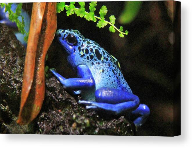 Frog Canvas Print featuring the photograph Blue Dart Frog by Shoal Hollingsworth