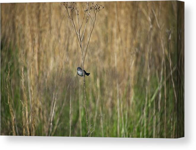 Wildlife Canvas Print featuring the photograph Blue-grey Gnatcatcher by John Benedict
