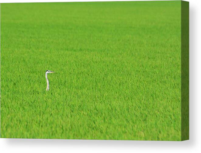 Blue Heron Canvas Print featuring the photograph Blue Heron in Field by Josephine Buschman