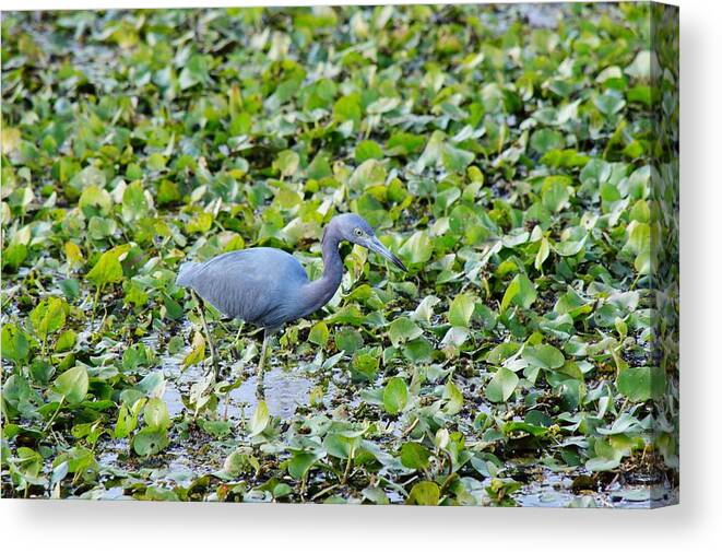 Heron Canvas Print featuring the photograph Blue Heron by Joseph Caban