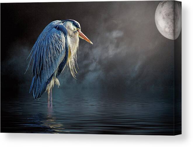 Great Blue Heron Canvas Print featuring the photograph Blue Heron Moon by Brian Tarr