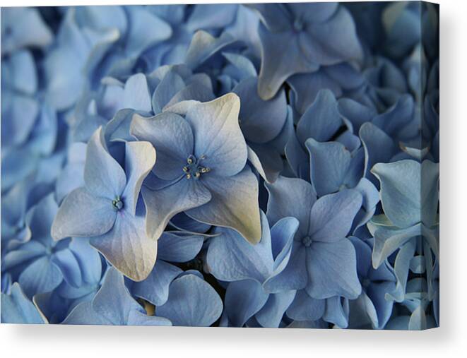 Blue Canvas Print featuring the photograph Blue Hydrangea by Celine Pollard