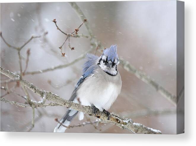 Blue Jay Canvas Print featuring the photograph Blue Jay in a blizzard by Diane Giurco