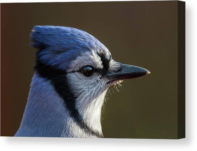 Autumn Canvas Print featuring the photograph Blue Jay Portrait by Mircea Costina Photography