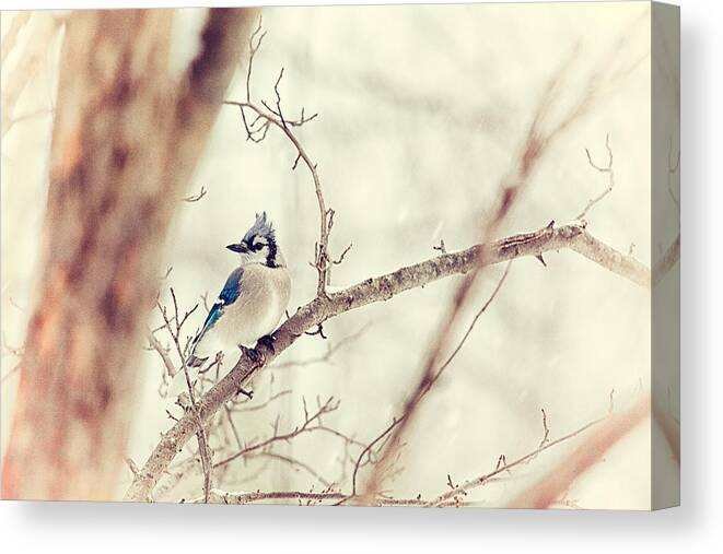 Blue Jay Canvas Print featuring the photograph Blue Jay Winter by Karol Livote