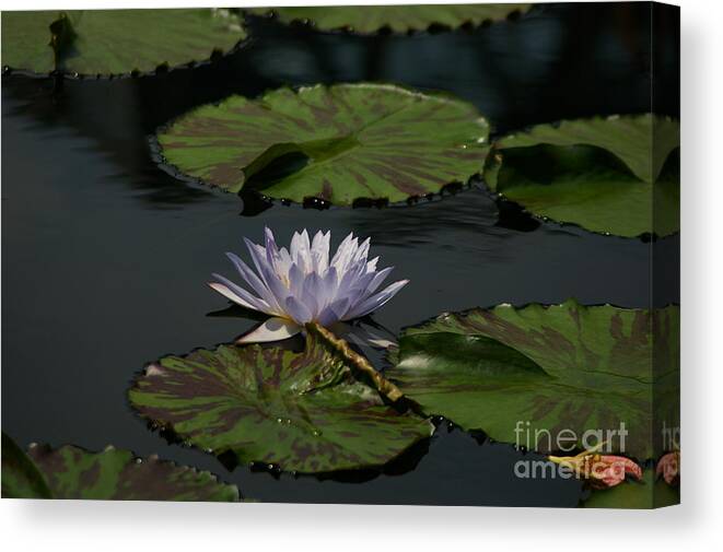 Blue Canvas Print featuring the photograph Blue Lotus Waterlily by Jackie Irwin