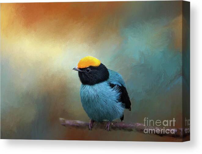 Blue Manakin Canvas Print featuring the photograph Blue Manakin by Eva Lechner