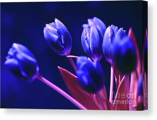 Blue Poetry Canvas Print featuring the photograph Blue Poetry by Silva Wischeropp