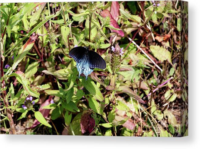 Butterfly Canvas Print featuring the photograph Blue Ridge Butterflies 2 by Matt Sexton
