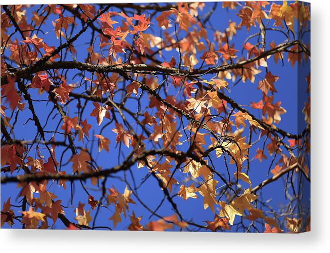 Autumn Canvas Print featuring the photograph Blue Sky by Digiblocks Photography