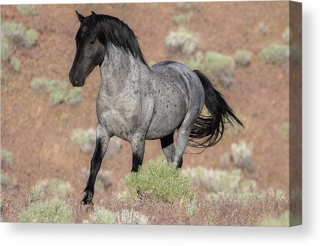 Wild Horse Canvas Print featuring the photograph Blue surprise by John T Humphrey