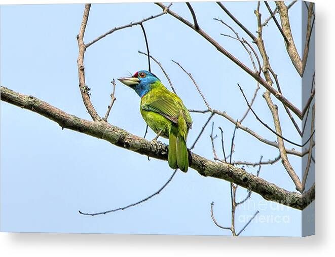 Bird Canvas Print featuring the photograph Blue Throated Barbet by Pravine Chester