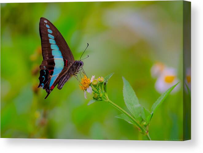 Blue Triangle Canvas Print featuring the photograph Blue Triangle Butterfly on Okuma by Jeff at JSJ Photography
