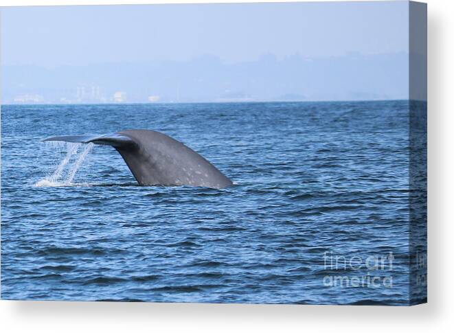 Blue Whale Canvas Print featuring the photograph Blue Whale Tail Flop by Suzanne Luft