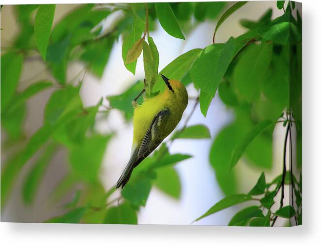 Gary Hall Canvas Print featuring the photograph Blue-winged Warbler 2 by Gary Hall