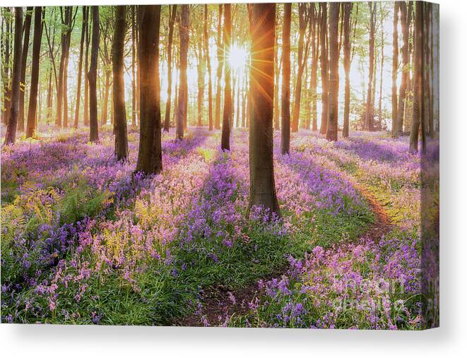 Bluebells Canvas Print featuring the photograph Bluebell forest path at sunrise by Simon Bratt