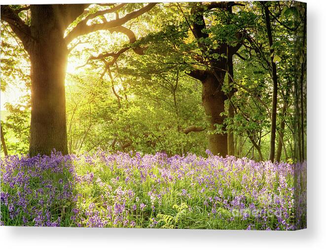 Bluebells Canvas Print featuring the photograph Bluebell wood with magical morning sunrise by Simon Bratt