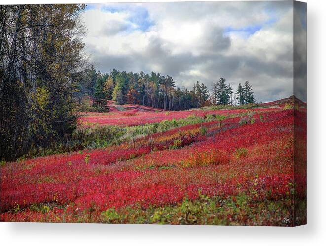 Blueberry Canvas Print featuring the photograph Blueberry Field by John Meader
