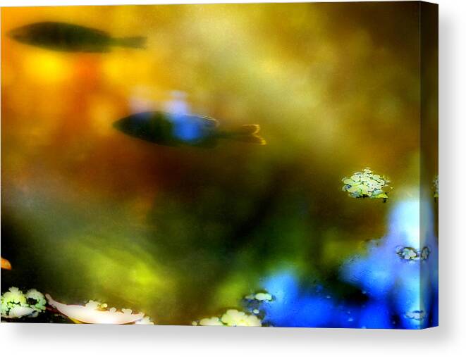 Fish Canvas Print featuring the photograph Bluegill in summer by Al Hurley