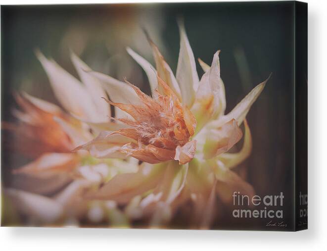 Flower Canvas Print featuring the photograph Blushing Bride by Linda Lees