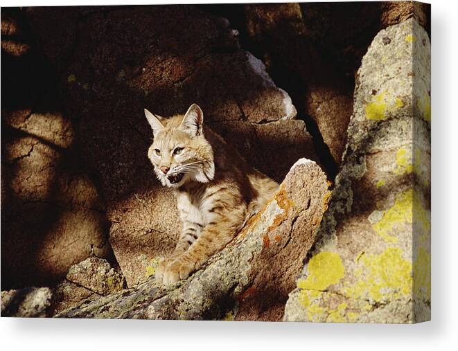 Mp Canvas Print featuring the photograph Bobcat Lynx Rufus Portrait On Rock by Gerry Ellis