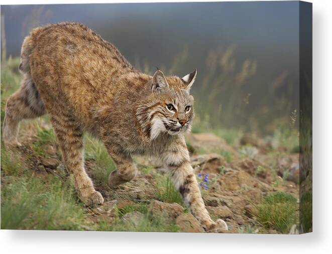 00176550 Canvas Print featuring the photograph Bobcat Stalking North America by Tim Fitzharris