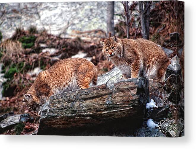 Bobcats Canvas Print featuring the photograph Bobcats on the Loose by Brad Hoyt