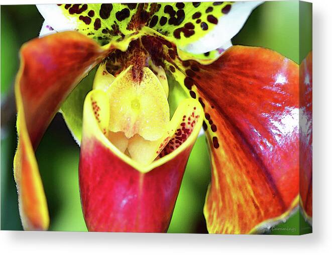 Orchid Canvas Print featuring the painting Bold Flower Art - Intimate Orchid 6 - Sharon Cummings by Sharon Cummings